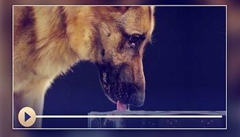 Prescripciones sobre las inmundicias