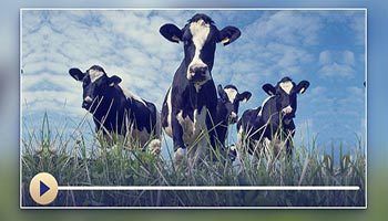 Az-Zaka sobre el ganado