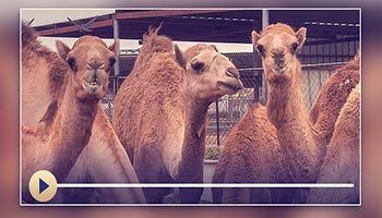 فدیہ اور قربانی کا بیان